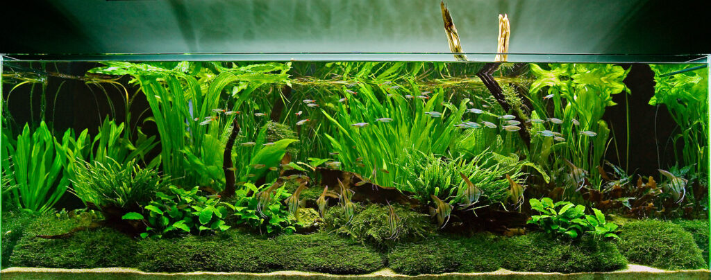 aquarium plants